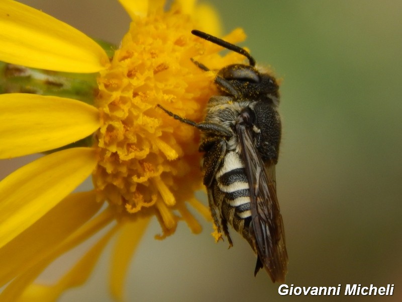 femmina di Coelioxys sp. (Apidae Megachilinae)